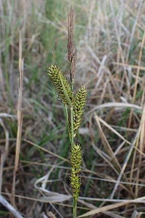 Carex riparia \ Ufer-Segge / Great Pond Sedge, A Seewinkel, Apetlon 12.5.2022