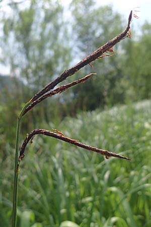 Carex randalpina \ Neumann's Randalpen-Segge / Neumann's Sedge, A St. Gilgen 16.5.2022