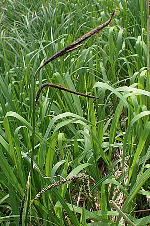 Carex randalpina \ Neumann's Randalpen-Segge / Neumann's Sedge, A St. Gilgen 16.5.2022
