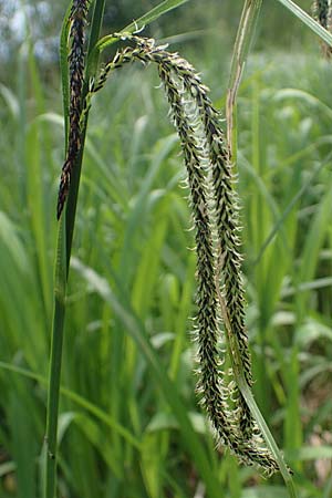 Carex randalpina \ Neumann's Randalpen-Segge / Neumann's Sedge, A St. Gilgen 16.5.2022