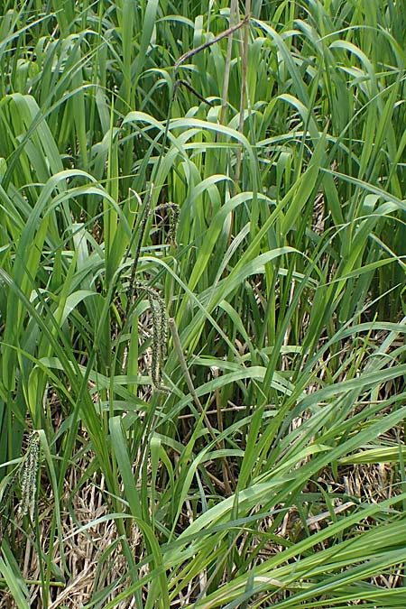 Carex randalpina \ Neumann's Randalpen-Segge / Neumann's Sedge, A St. Gilgen 16.5.2022