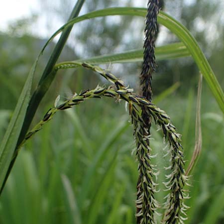 Carex randalpina \ Neumann's Randalpen-Segge / Neumann's Sedge, A St. Gilgen 16.5.2022