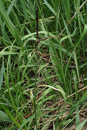 Carex randalpina \ Neumann's Randalpen-Segge / Neumann's Sedge, A St. Gilgen 16.5.2022