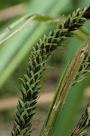 Carex randalpina \ Neumann's Randalpen-Segge / Neumann's Sedge, A St. Gilgen 16.5.2022