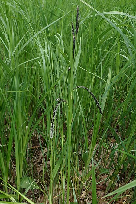 Carex randalpina \ Neumann's Randalpen-Segge / Neumann's Sedge, A St. Gilgen 16.5.2022