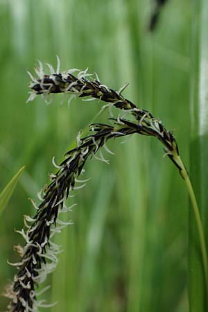 Carex randalpina \ Neumann's Randalpen-Segge / Neumann's Sedge, A St. Gilgen 16.5.2022