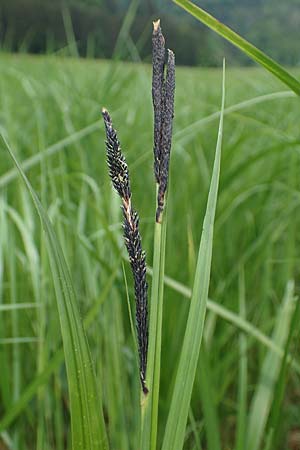 Carex randalpina \ Neumann's Randalpen-Segge / Neumann's Sedge, A St. Gilgen 16.5.2022