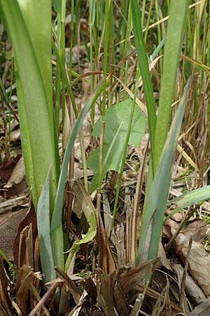 Carex randalpina \ Neumann's Randalpen-Segge / Neumann's Sedge, A St. Gilgen 16.5.2022