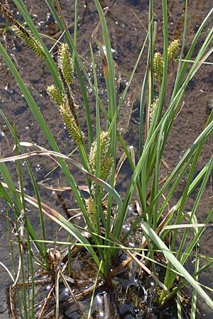 Carex rostrata \ Schnabel-Segge / Bottle Sedge, A Kärnten/Carinthia, Koralpe 1.7.2022