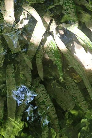 Cryptocoryne crispatula var. balansae \ Genoppter Wasserkelch, Grasbl&auml;ttriger Wasserkelch / Balansae's Cryptocoryne, Balansae's Waterfall Plant, A Villach-Warmbad 4.7.2022