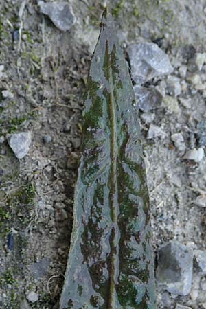 Cryptocoryne crispatula var. balansae \ Genoppter Wasserkelch, Grasbl&auml;ttriger Wasserkelch / Balansae's Cryptocoryne, Balansae's Waterfall Plant, A Villach-Warmbad 4.7.2022