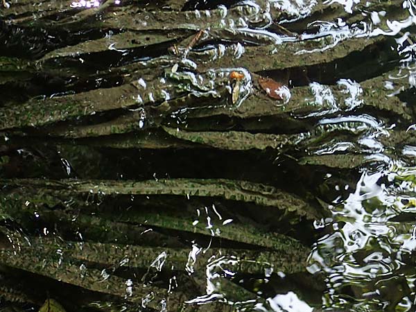 Cryptocoryne crispatula var. balansae \ Genoppter Wasserkelch, Grasbl&auml;ttriger Wasserkelch / Balansae's Cryptocoryne, Balansae's Waterfall Plant, A Villach-Warmbad 4.7.2022
