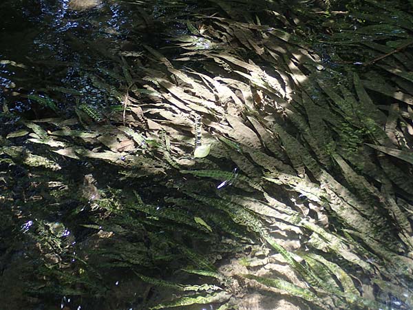 Cryptocoryne crispatula var. balansae \ Genoppter Wasserkelch, Grasbl&auml;ttriger Wasserkelch / Balansae's Cryptocoryne, Balansae's Waterfall Plant, A Villach-Warmbad 4.7.2022
