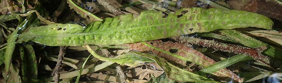 Cryptocoryne crispatula var. balansae \ Genoppter Wasserkelch, Grasbl&auml;ttriger Wasserkelch / Balansae's Cryptocoryne, Balansae's Waterfall Plant, A Villach-Warmbad 4.7.2022