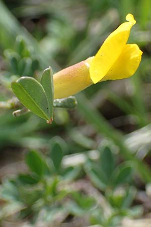 Cytisus ratisbonensis \ Regensburger Zwergginster / Regensburg Broom, A Perchtoldsdorf 22.9.2022