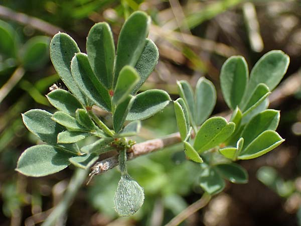 Cytisus ratisbonensis \ Regensburger Zwergginster / Regensburg Broom, A Perchtoldsdorf 22.9.2022