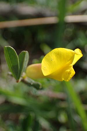 Cytisus ratisbonensis \ Regensburger Zwergginster / Regensburg Broom, A Perchtoldsdorf 22.9.2022