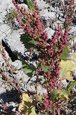 Chenopodium rubrum \ Roter Gnsefu / Red Goosefoot, A Seewinkel, Apetlon 23.9.2022