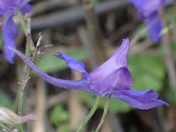 Delphinium consolida subsp. consolida \ Feld-Rittersporn / Forking Larkspur, A Gols 28.9.2022