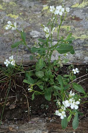 Cardamine resedifolia \ Resedenblttriges Schaumkraut / Mignonette-Leaved Bitter-Cress, A Kärnten/Carinthia, Koralpe 5.7.2023