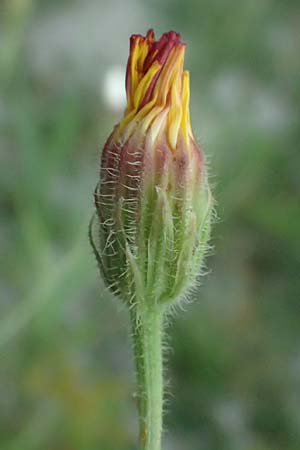 Crepis foetida \ Stink-Pippau / Stinking Hawk's-Beard, A Seewinkel, St. Andrä 12.7.2023
