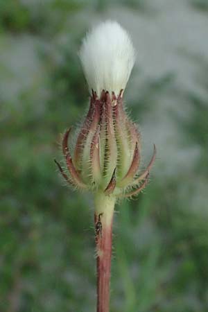 Crepis foetida \ Stink-Pippau / Stinking Hawk's-Beard, A Seewinkel, St. Andrä 12.7.2023