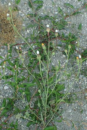 Crepis foetida \ Stink-Pippau / Stinking Hawk's-Beard, A Seewinkel, St. Andrä 12.7.2023