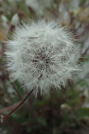 Crepis foetida \ Stink-Pippau / Stinking Hawk's-Beard, A Seewinkel, St. Andrä 12.7.2023