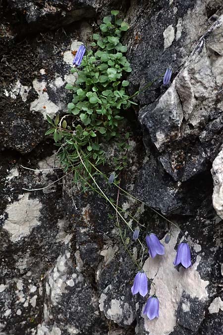Campanula rotundifolia \ Rundblttrige Glockenblume / Harebell, A Palfau 8.7.2024