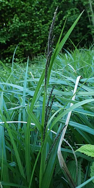 Carex randalpina \ Neumann's Randalpen-Segge / Neumann's Sedge, A St. Gilgen 14.5.2025