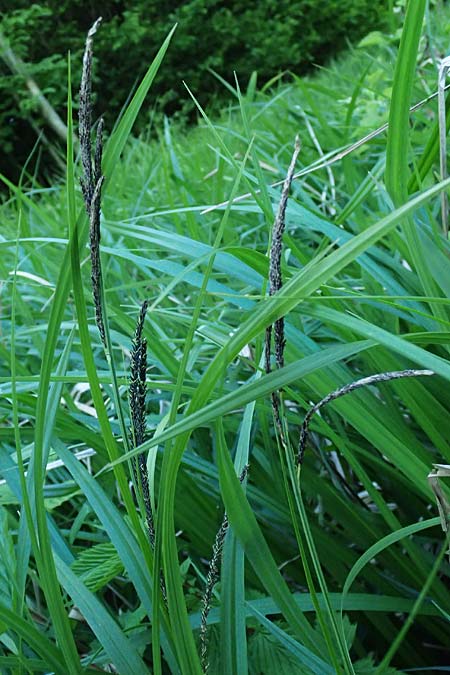 Carex randalpina \ Neumann's Randalpen-Segge / Neumann's Sedge, A St. Gilgen 14.5.2025