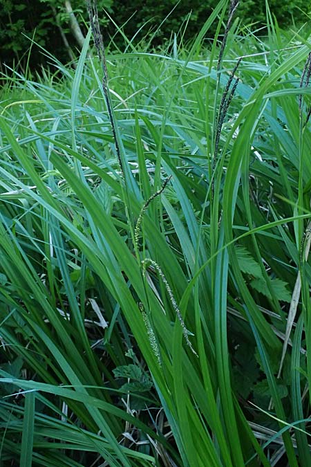 Carex randalpina \ Neumann's Randalpen-Segge / Neumann's Sedge, A St. Gilgen 14.5.2025