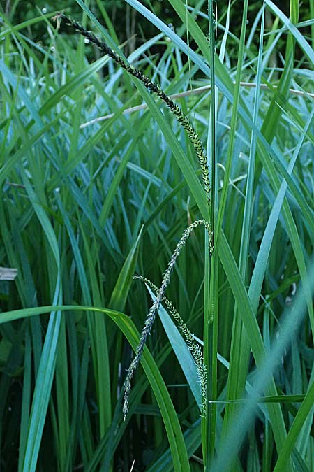 Carex randalpina \ Neumann's Randalpen-Segge / Neumann's Sedge, A St. Gilgen 14.5.2025