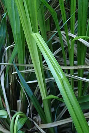 Carex randalpina \ Neumann's Randalpen-Segge / Neumann's Sedge, A St. Gilgen 14.5.2025