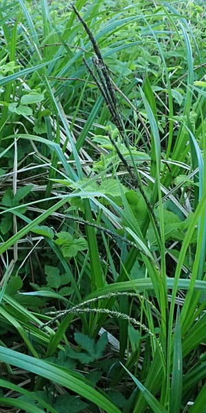Carex randalpina \ Neumann's Randalpen-Segge / Neumann's Sedge, A St. Gilgen 14.5.2025