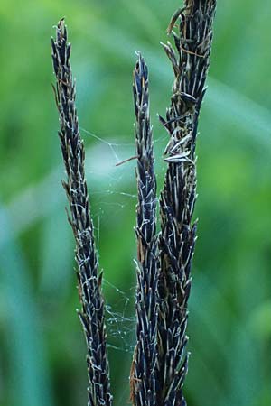 Carex randalpina \ Neumann's Randalpen-Segge / Neumann's Sedge, A St. Gilgen 14.5.2025