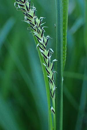 Carex randalpina \ Neumann's Randalpen-Segge / Neumann's Sedge, A St. Gilgen 14.5.2025