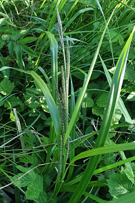 Carex randalpina \ Neumann's Randalpen-Segge / Neumann's Sedge, A St. Gilgen 14.5.2025
