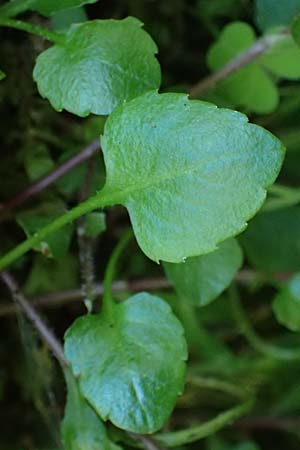 Campanula rotundifolia \ Rundblttrige Glockenblume / Harebell, A Krimml 1.7.2025