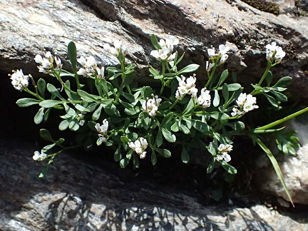 Cardamine resedifolia \ Resedenblttriges Schaumkraut / Mignonette-Leaved Bitter-Cress, A Kolm Saigurn 2.7.2025