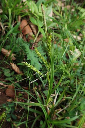 Carex sylvatica \ Wald-Segge / Wood Sedge, A Kärnten/Carinthia, St. Paul im Lavanttal 16.5.2016