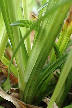 Carex sylvatica \ Wald-Segge / Wood Sedge, A Kärnten/Carinthia, St. Paul im Lavanttal 16.5.2016