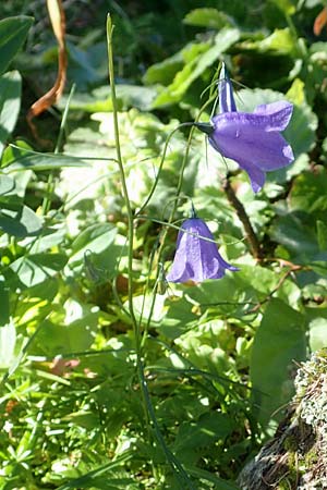 Campanula scheuchzeri \ Scheuchzers Glockenblume / Scheuchzer's Bellflower, A Kärnten/Carinthia, Petzen 8.8.2016