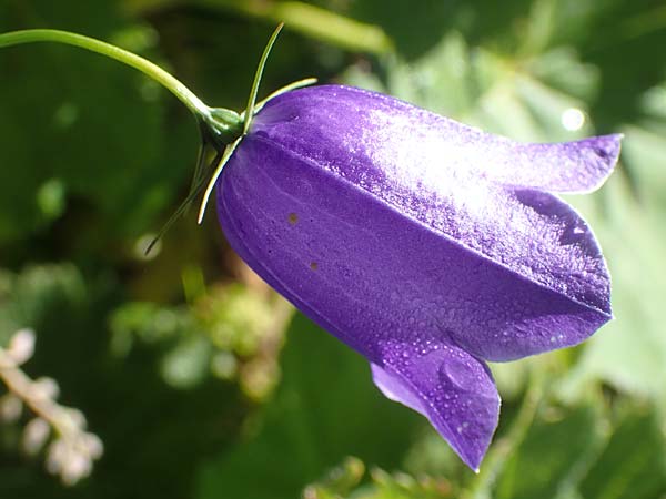 Campanula scheuchzeri \ Scheuchzers Glockenblume / Scheuchzer's Bellflower, A Kärnten/Carinthia, Petzen 8.8.2016