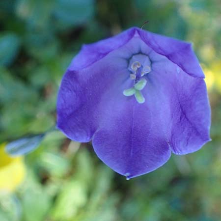 Campanula scheuchzeri \ Scheuchzers Glockenblume / Scheuchzer's Bellflower, A Kärnten/Carinthia, Petzen 8.8.2016