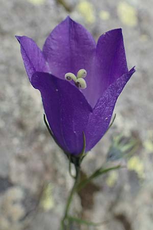 Campanula scheuchzeri \ Scheuchzers Glockenblume / Scheuchzer's Bellflower, A Osttirol, Porze 13.7.2019