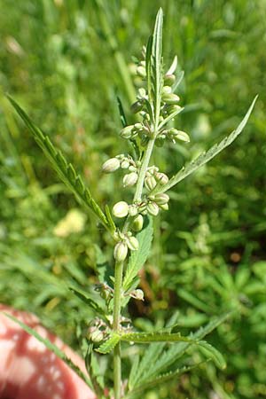 Cannabis sativa var. spontanea \ Wilder Hanf / Wild Hemp, A Weikersdorf am Steinfeld 2.7.2020