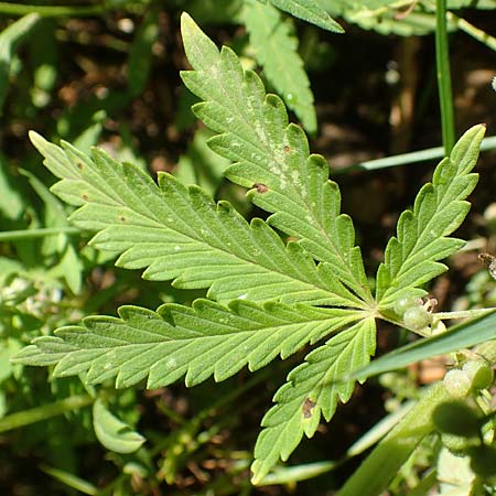 Cannabis sativa var. spontanea \ Wilder Hanf / Wild Hemp, A Weikersdorf am Steinfeld 2.7.2020