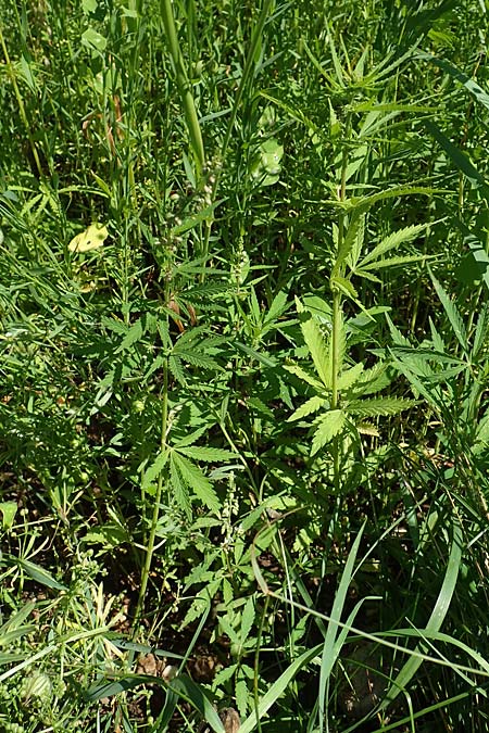 Cannabis sativa var. spontanea \ Wilder Hanf / Wild Hemp, A Weikersdorf am Steinfeld 2.7.2020