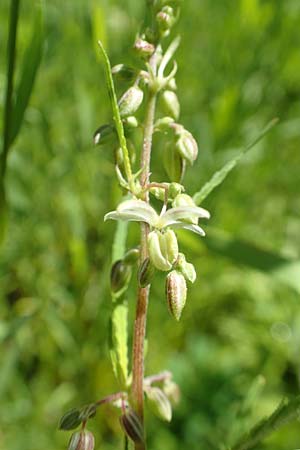 Cannabis sativa var. spontanea \ Wilder Hanf / Wild Hemp, A Weikersdorf am Steinfeld 2.7.2020